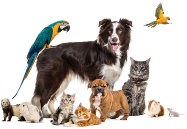 A group of various animals